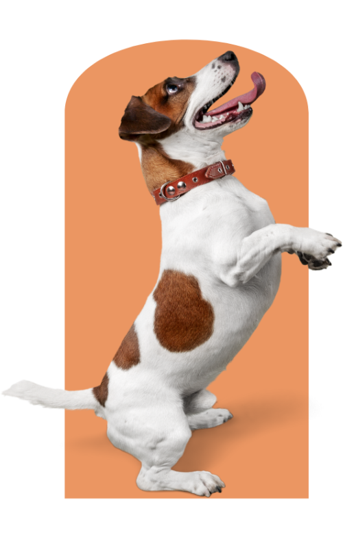 Newyork Dog trainers